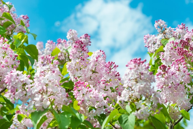 Ramo di fiori lilla