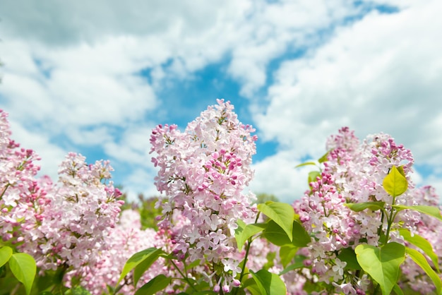 Ramo di fiori lilla