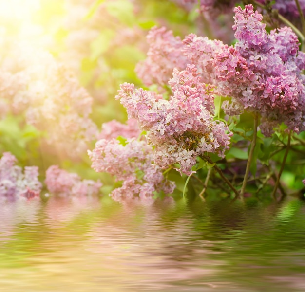 Ramo di fiori lilla