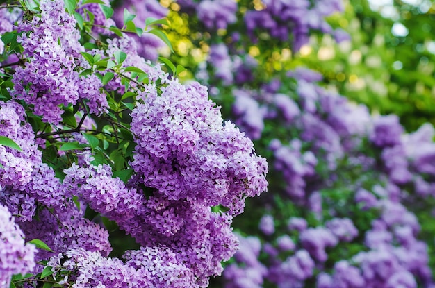 Ramo di fiori lilla