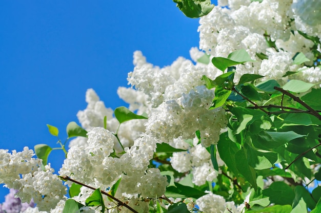 Ramo di fiori lilla