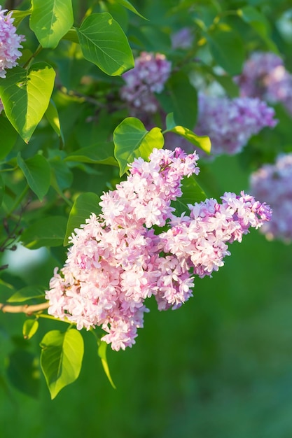 Ramo di fiori lilla