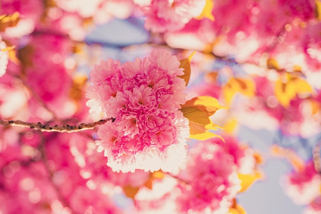 Ramo di fiori primaverili delicati