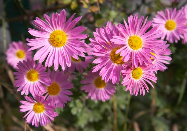 Ramo di fiori rosa autunnali