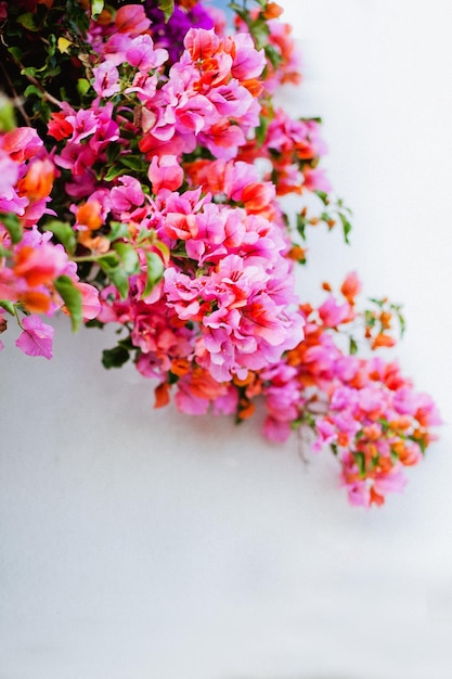 ramo di fiori rosa su sfondo muro bianco