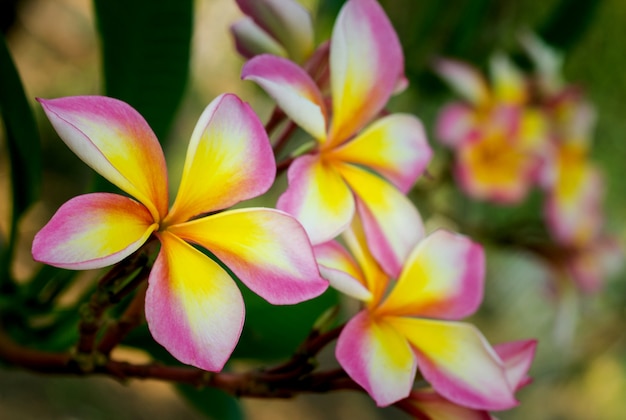 Ramo di fiori tropicali frangipani (plumeria)