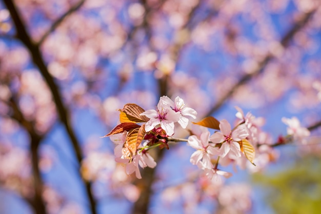 Ramo di fioritura dei fiori della ciliegia di sakura della primavera