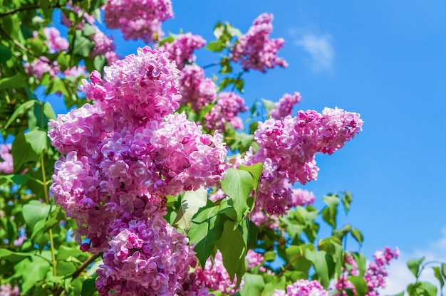 Ramo di fioritura del lillà nel giardino in molla in anticipo