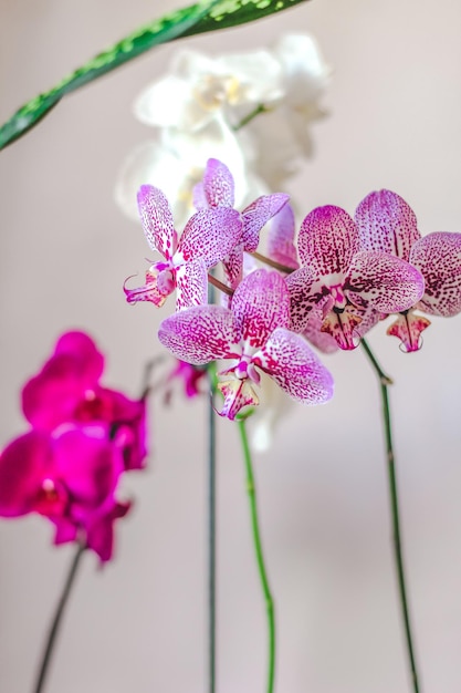 Ramo di fioritura orchidea viola closeup phalaenopsis