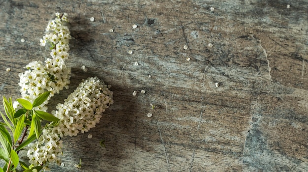 Ramo di fioritura primaverile su fondo di legno. Copia spazio per il tuo design.