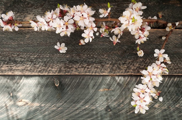 Ramo di fioritura sui precedenti di legno vecchi. Fiore di primavera.