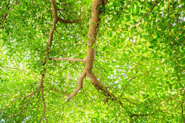 ramo di foglia verde per sfondo naturale con spazio