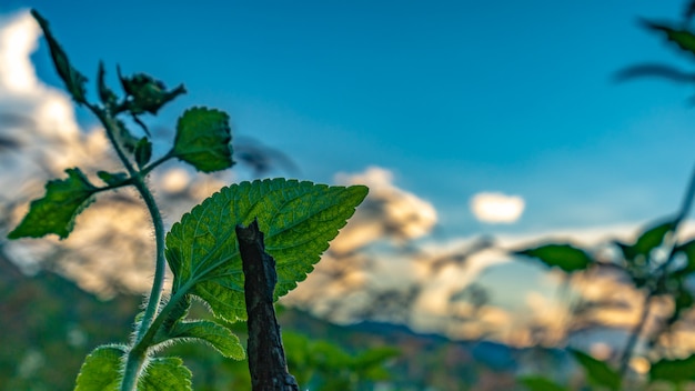 Ramo Di Foglia Verde