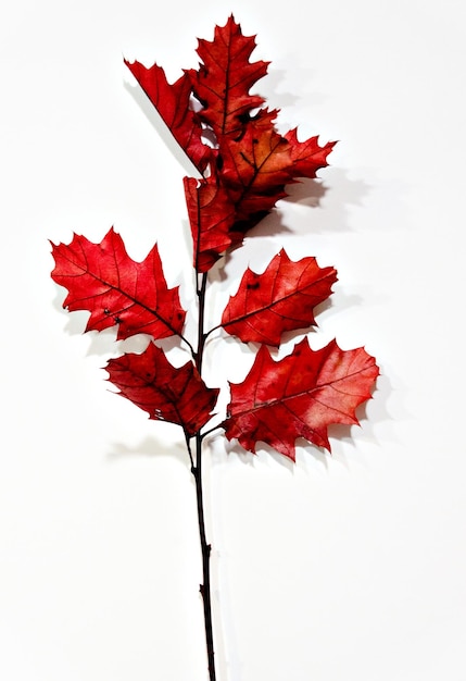 Ramo di foglie autunnali bruno-rossastre su sfondo bianco.