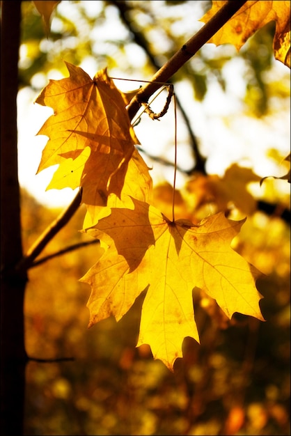 Ramo di foglie luminose d'oro d'acero autunnale