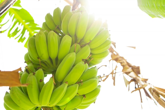 Ramo di frutti di banana. Le banane verdi appendono su un albero