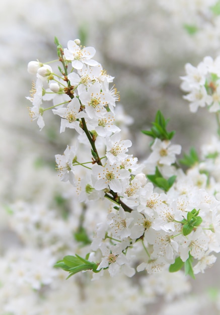 Ramo di grande albero bianco. Composizione della natura.