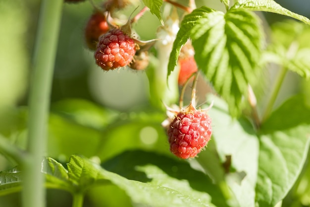 Ramo di lamponi maturi in giardino Bacche rosse dolci che crescono su un cespuglio di lamponi nel giardino di frutta