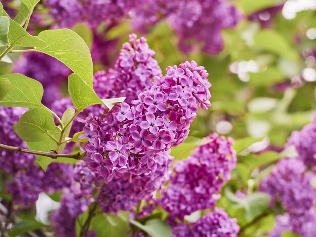 Ramo di lillà in fiore in un giardino.