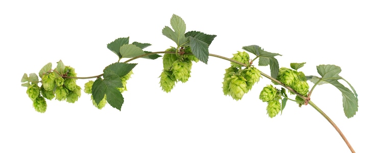 Ramo di luppolo fresco verde, isolato su uno sfondo bianco. Coni di luppolo con foglia. Fiori di luppolo biologici. Avvicinamento.