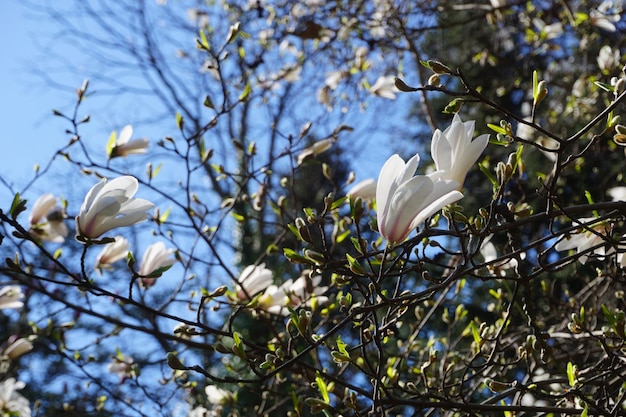 Ramo di magnolia bianca con fiori