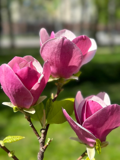 ramo di magnolia con fiori