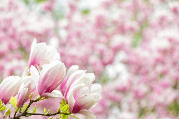 Ramo di magnolia Fiori di magnolia Fiori di magnolia sfondo primo piano Sfondo floreale Giardino botanico Concetto Fioritura tenera Aroma e profumo Stagione primaverile Botanica e giardinaggio