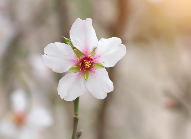 Ramo di mandorla primaverile. Albero di fiori bianchi. Composizione della natura.