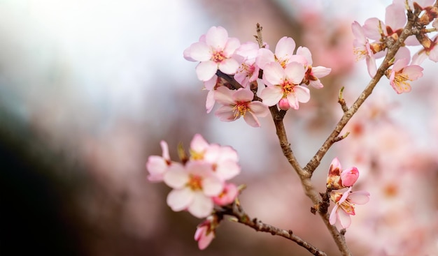 Ramo di mandorlo con fiori in primavera