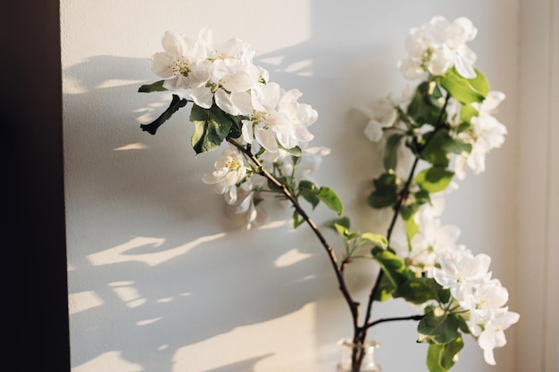 Ramo di mela in fiore alla luce del sole della sera contro il muro bianco Fiori di primavera natura morta atmosferica Campagna semplice che vive decorazioni per la casa Spazio per il testo