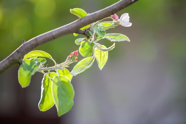 Ramo di mele in fiore. Fiore bianco, boccioli rosa e foglie verde brillante