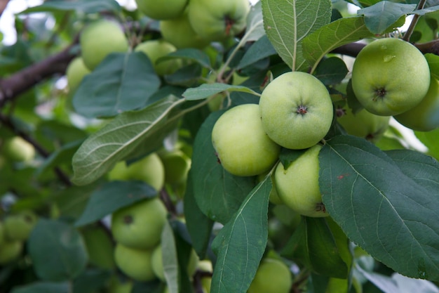 Ramo di mele verdi acerbe su un albero nel frutteto estivo