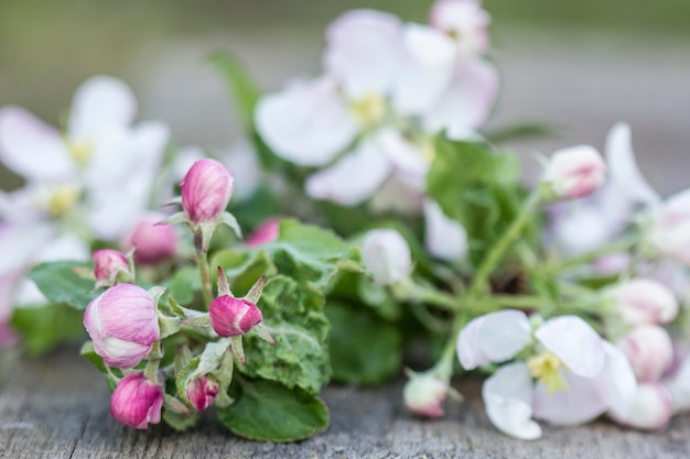 Ramo di melo con bellissimi fiori e boccioli stretti ledit su un vecchio tavolo di legno