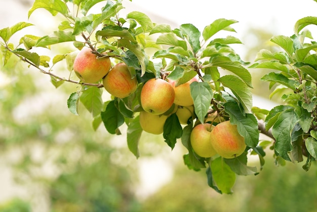 Ramo di melo con diversi frutti in una mattina d'estate in giardino