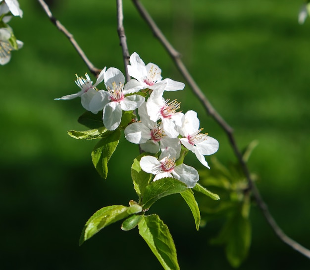 Ramo di melo con fiori bianchi e foglie verdi