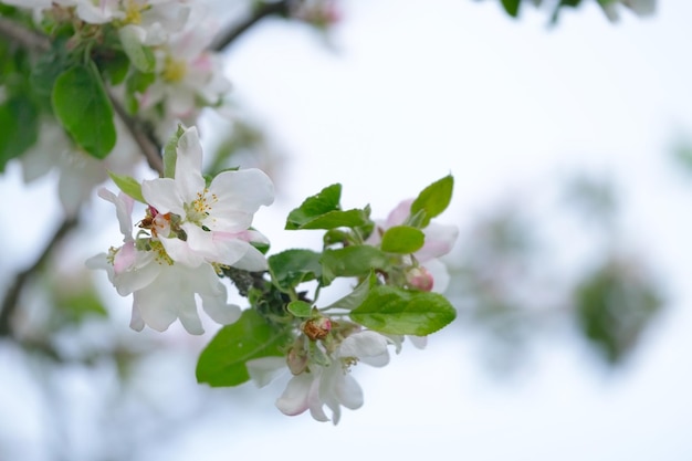 Ramo di melo con fiori bianchi in fiore primo piano contro il cielo