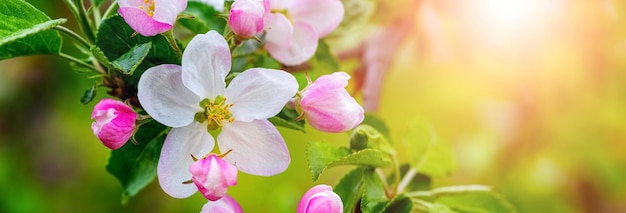 Ramo di melo con fiori e boccioli su uno sfondo sfocato in tempo soleggiato