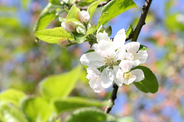 Ramo di melo con fiori primaverili