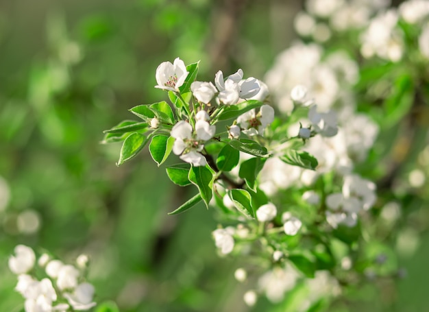 Ramo di melo con fiori