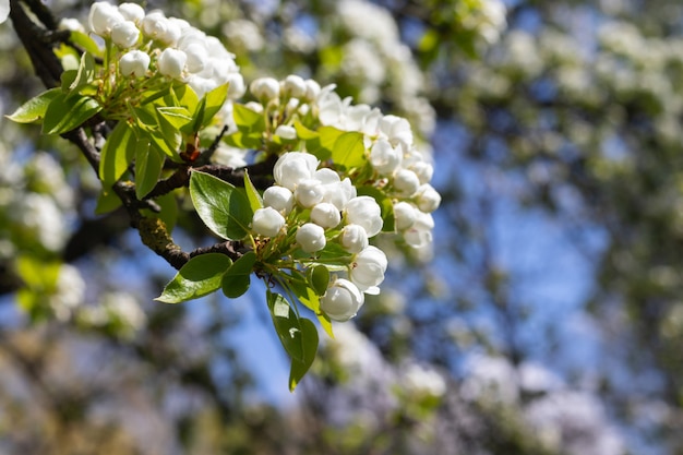 Ramo di melo con i germogli dei fiori bianchi in primavera in anticipo contro il cielo