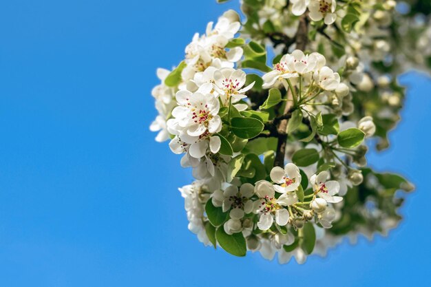 Ramo di melo in fiore in primavera