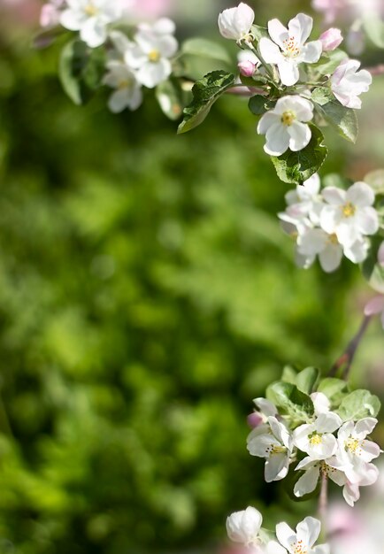 Ramo di melo in fiore su sfondo verde sfocato