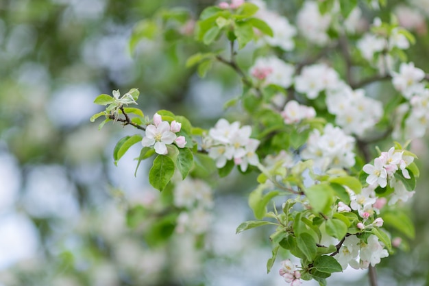 Ramo di melo in fiore.