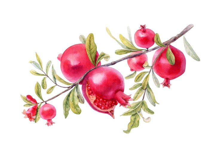 Ramo di melograno ricco dell'acquerello isolato su bianco. Handdrawing illustrazione