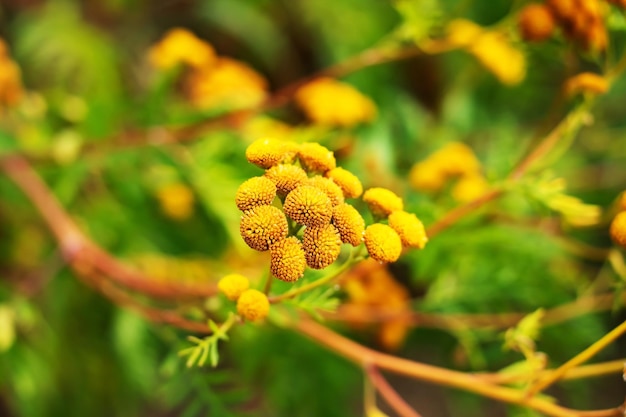 Ramo di mimosa gialla su sfondo verde