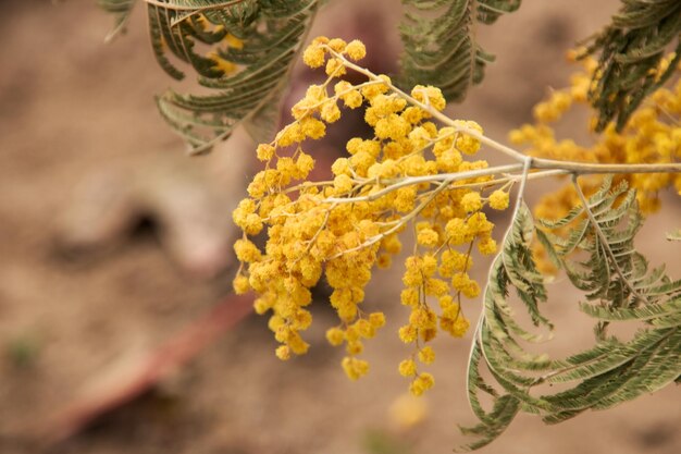 Ramo di mimosa gialla vicino lo spazio della copia