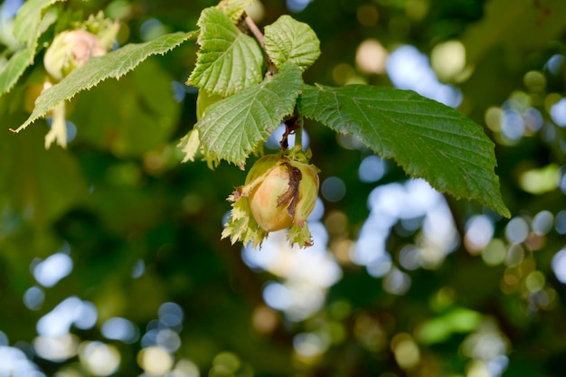 Ramo di nocciola con una nocciola verde