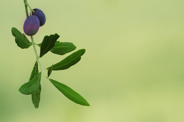 Ramo di olivo con frutti e foglie, sfondo naturale di alimenti agricoli
