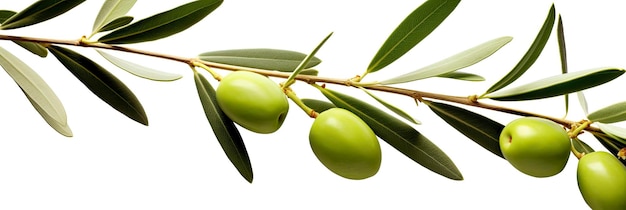 Ramo di olivo olive verdi e foglie su sfondo bianco