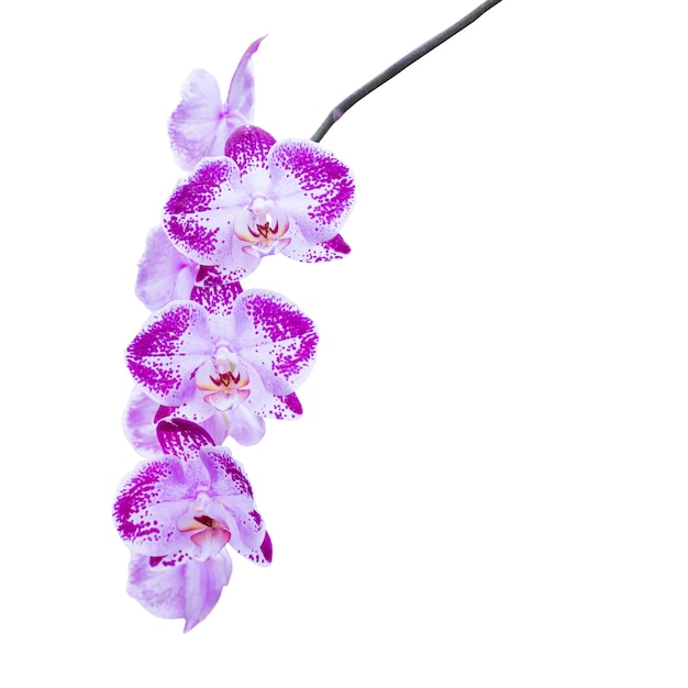 Ramo di orchidee fiori viola isolato su sfondo bianco